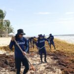 Marina fortalece su estrategia contra el sargazo para proteger al Caribe mexicano