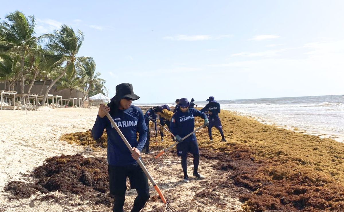Marina fortalece su estrategia contra el sargazo para proteger al Caribe mexicano