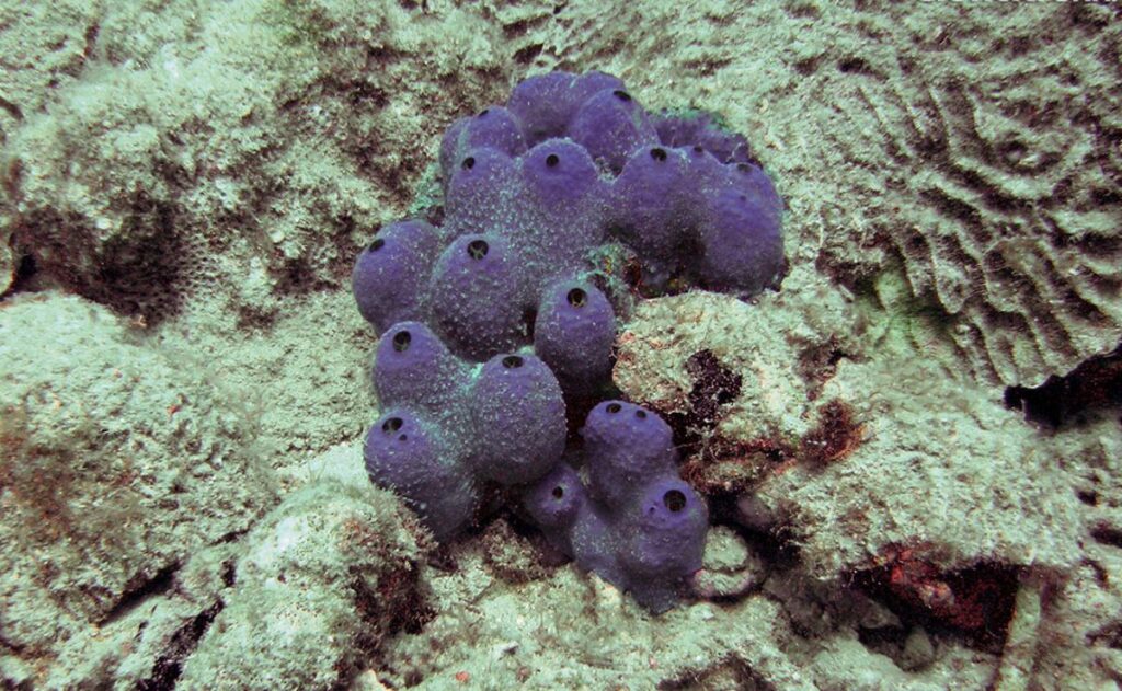 UNAM alberga al animal más antiguo del mar, ¿cuál es?
