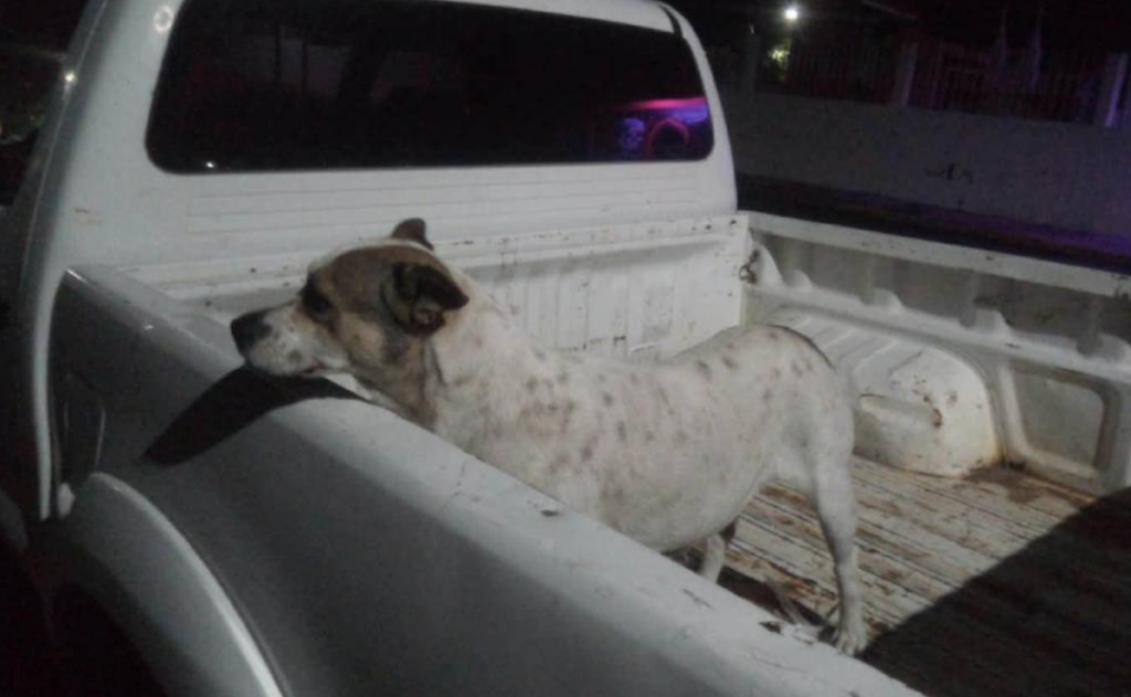 Fiscalía investiga ataque con agua hirviendo contra dos perritos en Michoacán