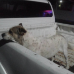 Fiscalía investiga ataque con agua hirviendo contra dos perritos en Michoacán