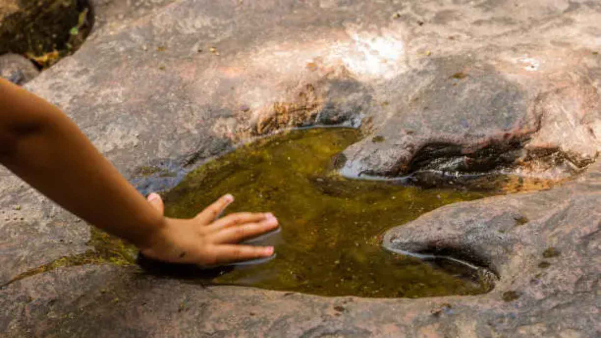 Identifican en Tanzania una nueva especie de dinosaurios de 240 millones de años Identifican en Tanzania una nueva especie de dinosaurios de 240 millones de años