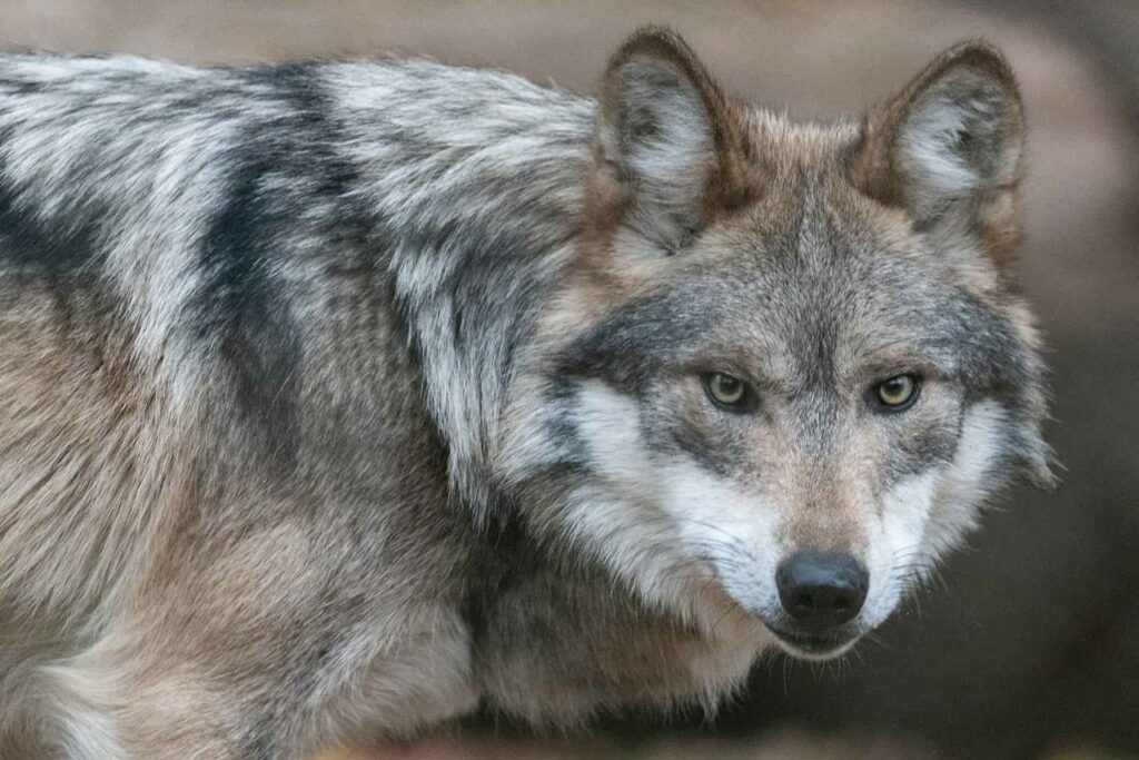 Trump firma una orden para impulsar la eliminación de las protecciones del lobo gris mexicano