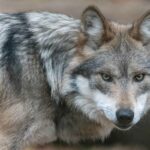 Trump firma una orden para impulsar la eliminación de las protecciones del lobo gris mexicano