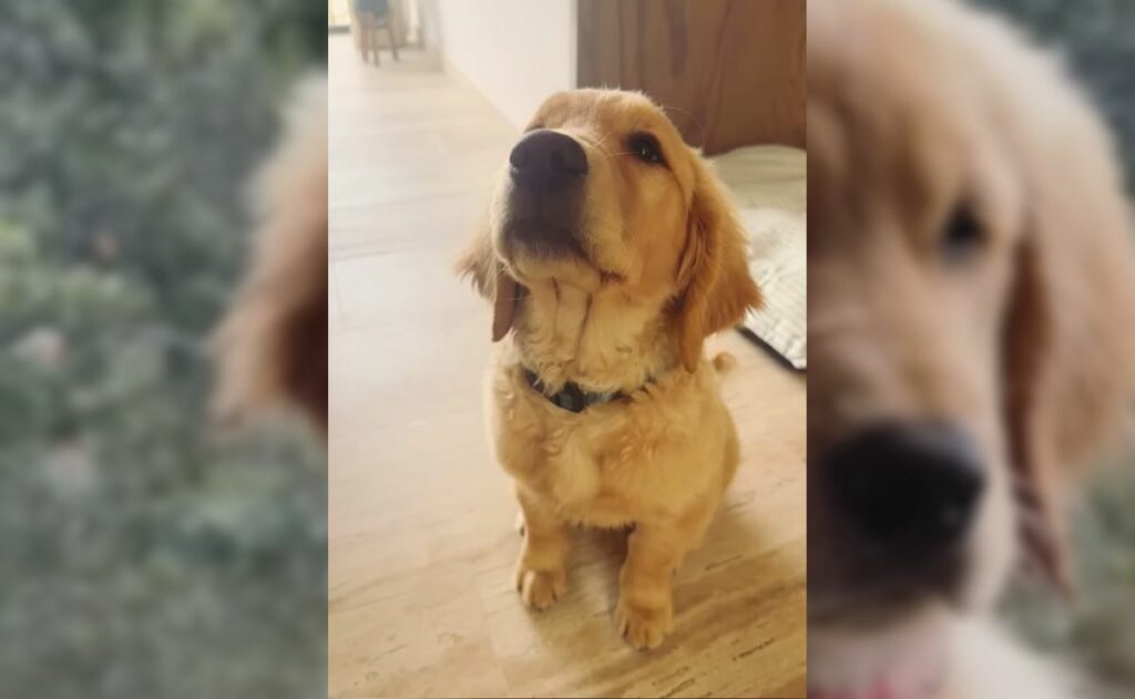 Multihomicida revela por qué mató a la mascota de Jonathan Meléndez
