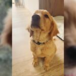 Multihomicida revela por qué mató a la mascota de Jonathan Meléndez