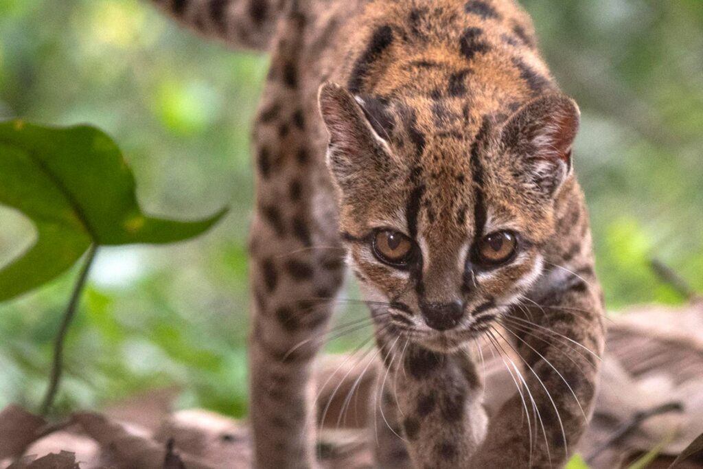 Descubren una nueva especie de felino, la primera en más de un siglo