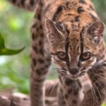 Descubren una nueva especie de felino, la primera en más de un siglo