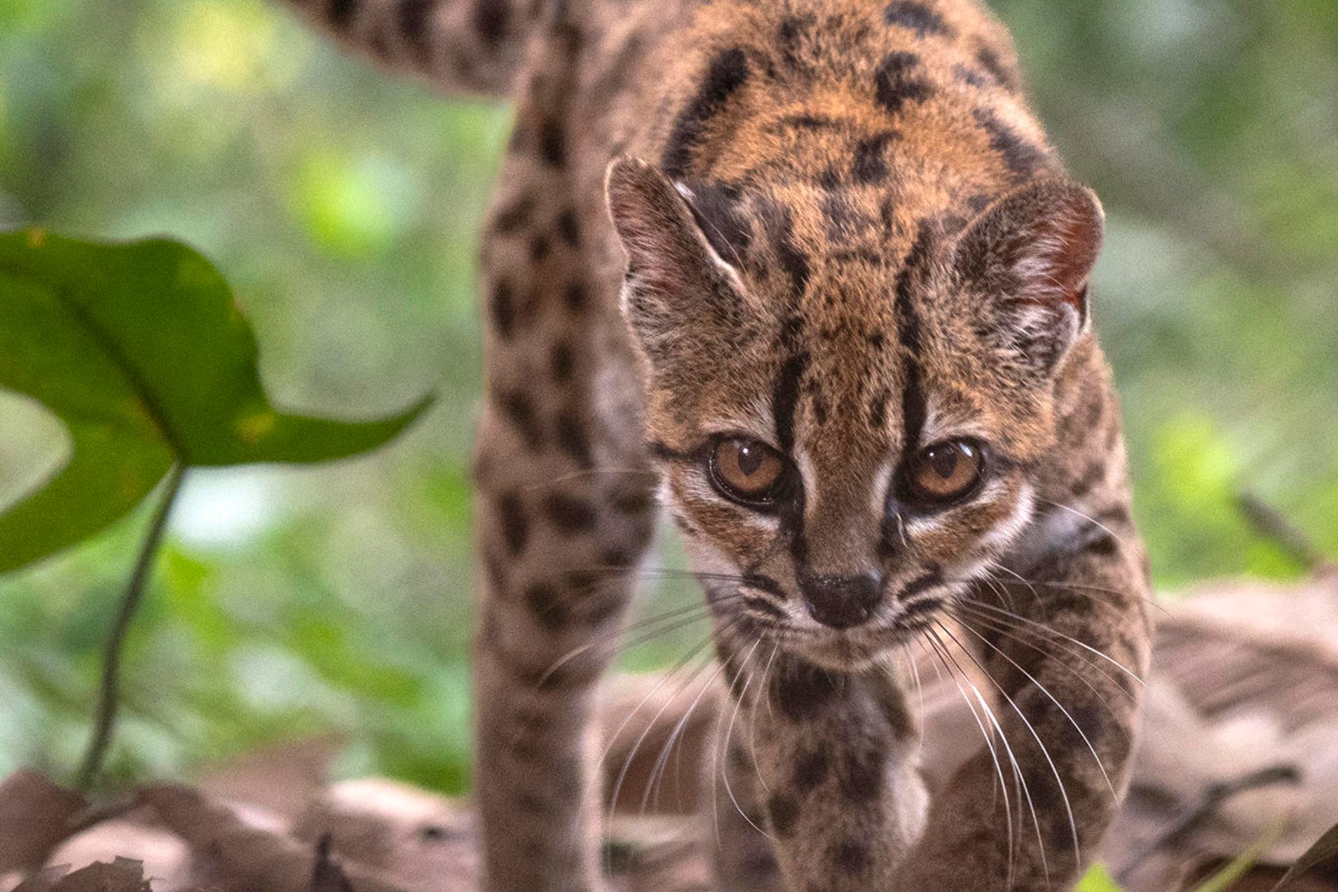Descubren una nueva especie de felino, la primera en más de un siglo Descubren una nueva especie de felino, la primera en más de un siglo