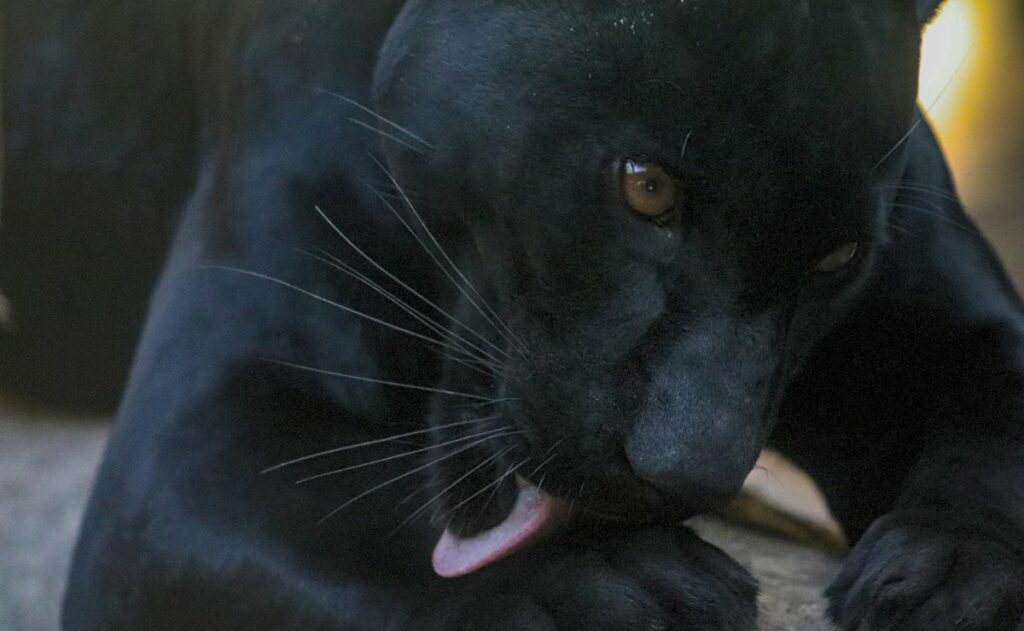 Pantera que tenían como mascota ataca a mujer en Durango; ya fue asegurada