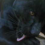 Pantera que tenían como mascota ataca a mujer en Durango; ya fue asegurada