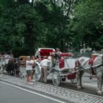 Nueva York se encamina a prohibir los carruajes tirados por caballos a partir de 2028