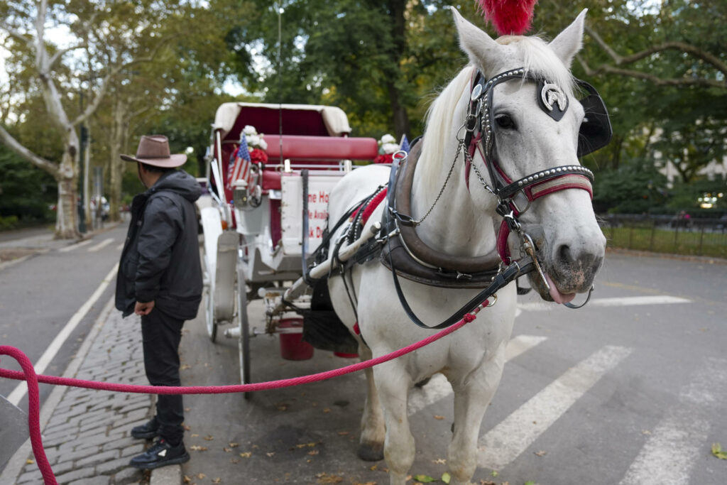 Trump cuestiona el fin de carruajes de caballos en Nueva York por “un solo accidente”