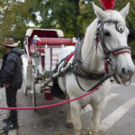 Trump cuestiona el fin de carruajes de caballos en Nueva York por “un solo accidente”