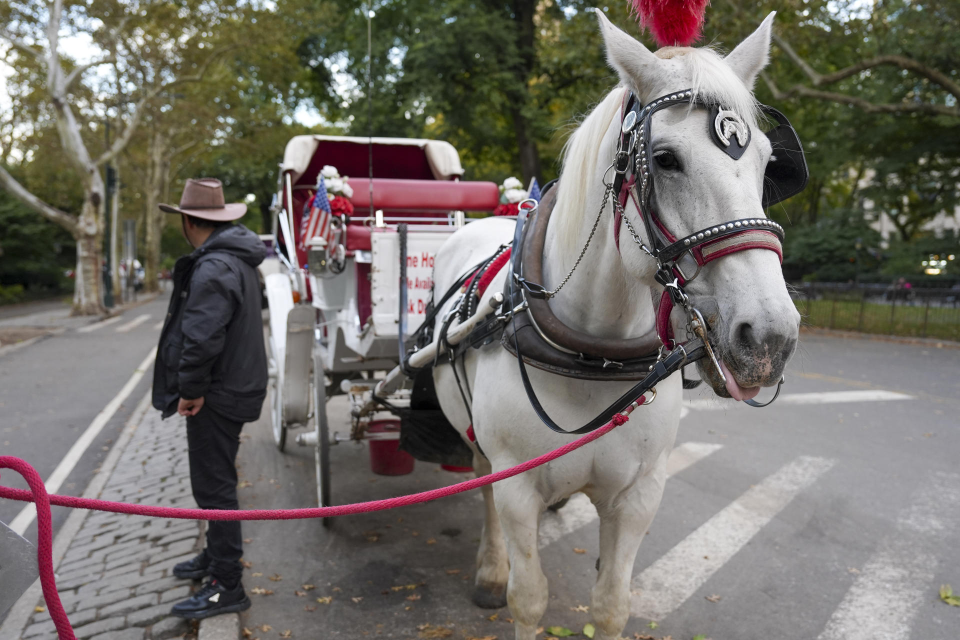 Trump cuestiona el fin de carruajes de caballos en Nueva York por “un solo accidente”