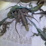 Alemania descubre reptiles ocultos en maleta de mexicano; ¿cuántos llevaba y cómo los escondió?