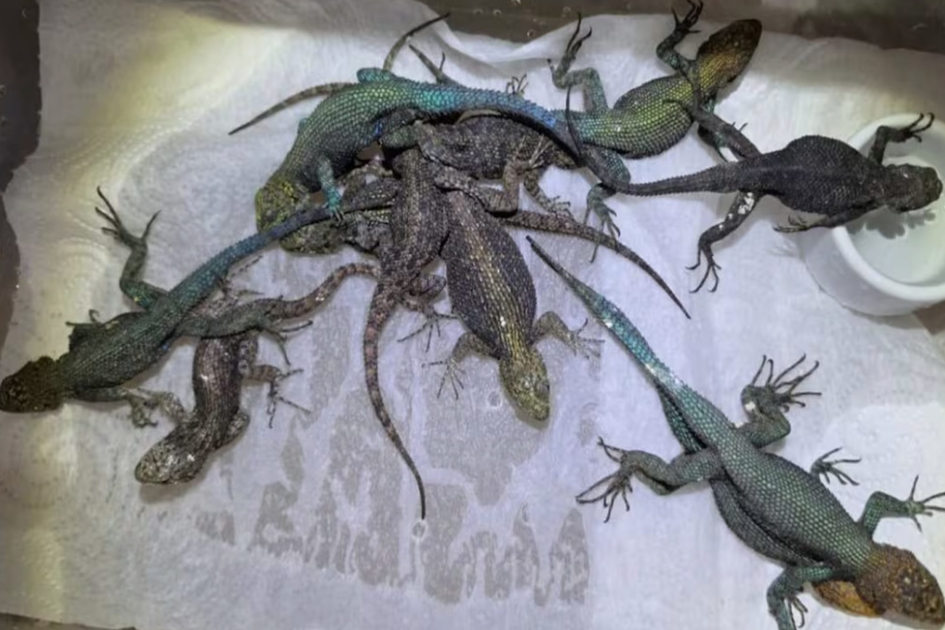Alemania descubre reptiles ocultos en maleta de mexicano; ¿cuántos llevaba y cómo los escondió?