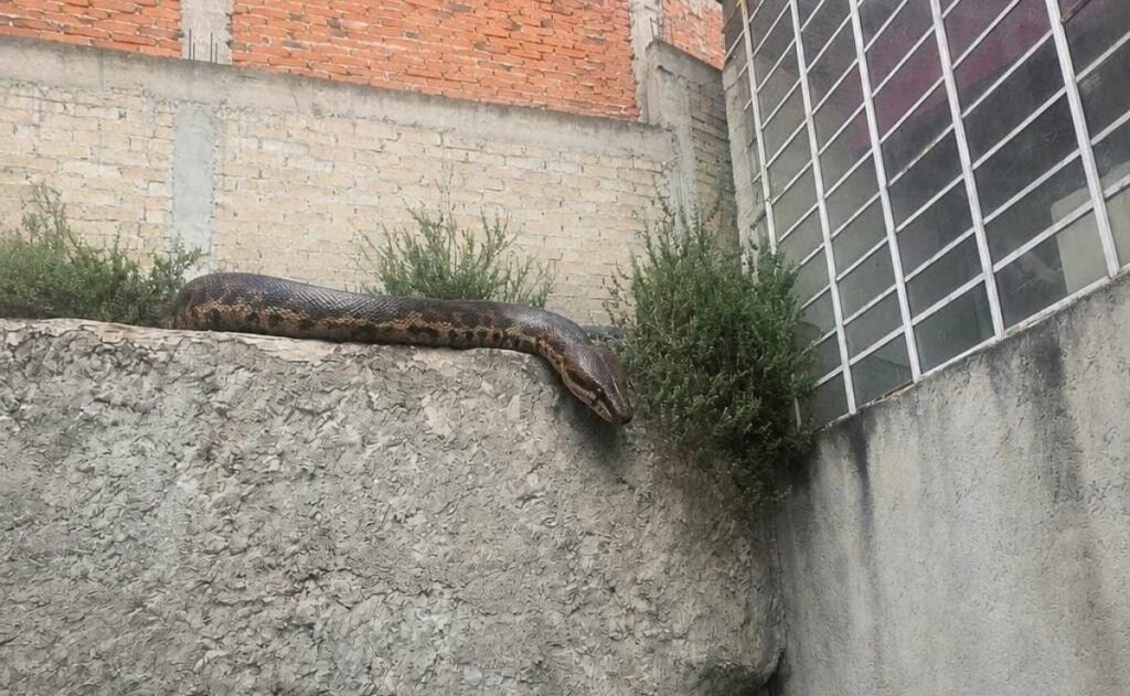 Alertan sobre reptil suelto en Atizapán; presumen que es una serpiente