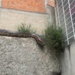 Alertan sobre reptil suelto en Atizapán; presumen que es una serpiente