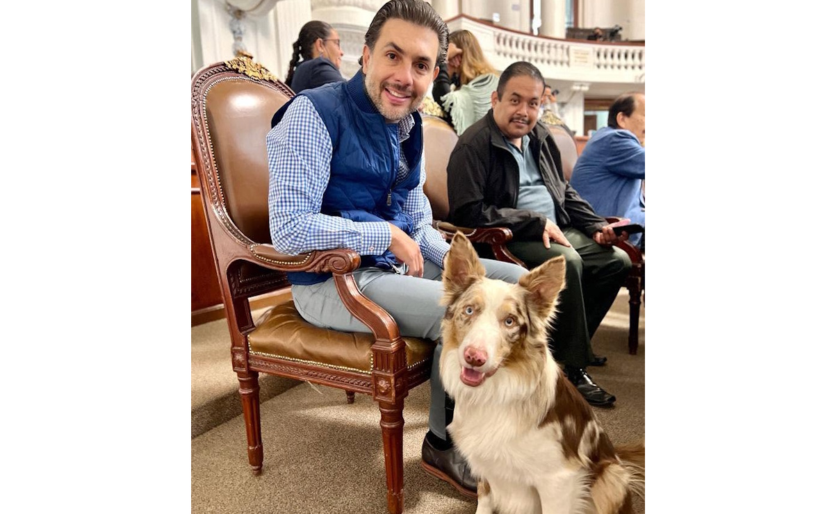 Partido Verde pide fortalecer protección animal ante baja cifra de adopciones