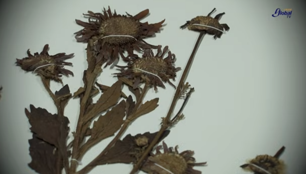 La UNAM custodia plantas de la época de la Nueva España La UNAM custodia plantas de la época de la Nueva España