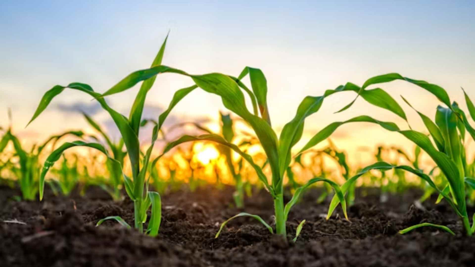 Los ministros de Comercio del G20 condenan la instrumentalización de los alimentos