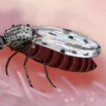 Muere en Francia un hombre con el virus shamonda que se creía no tranmisible a personas