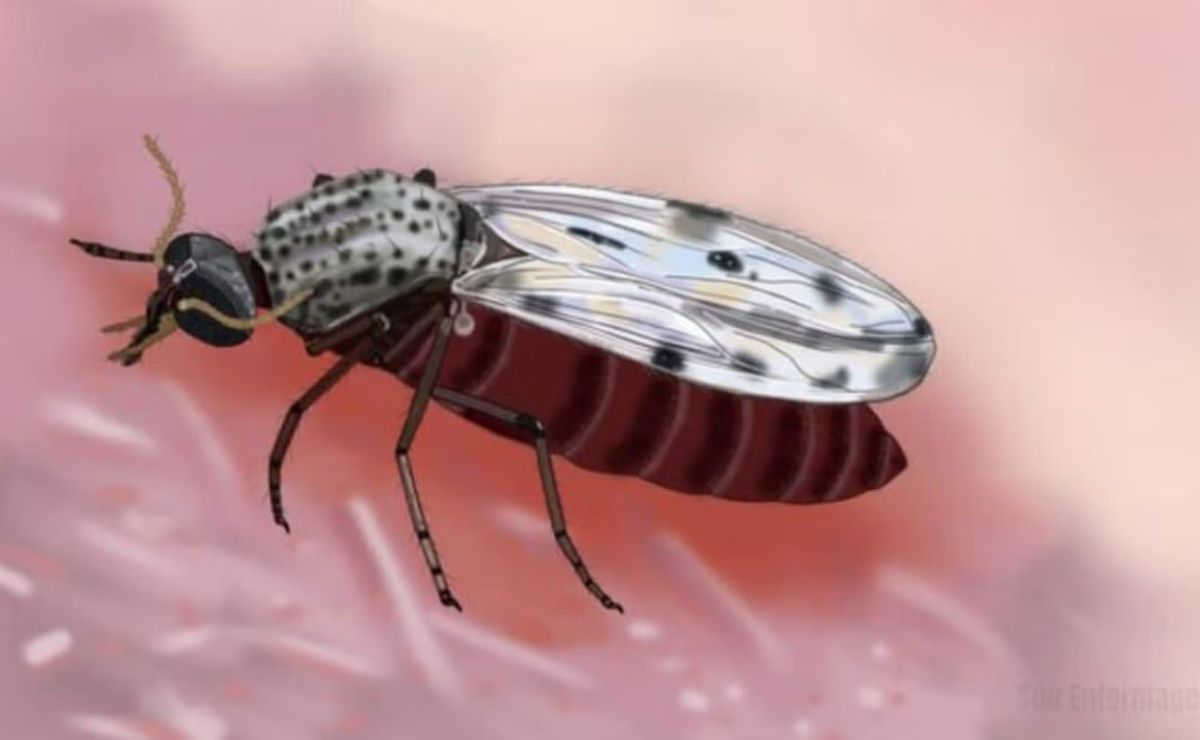 Muere en Francia un hombre con el virus shamonda que se creía no tranmisible a personas