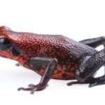 ¿Una especie o dos? Así es la nueva rana venenosa hallada en Ecuador