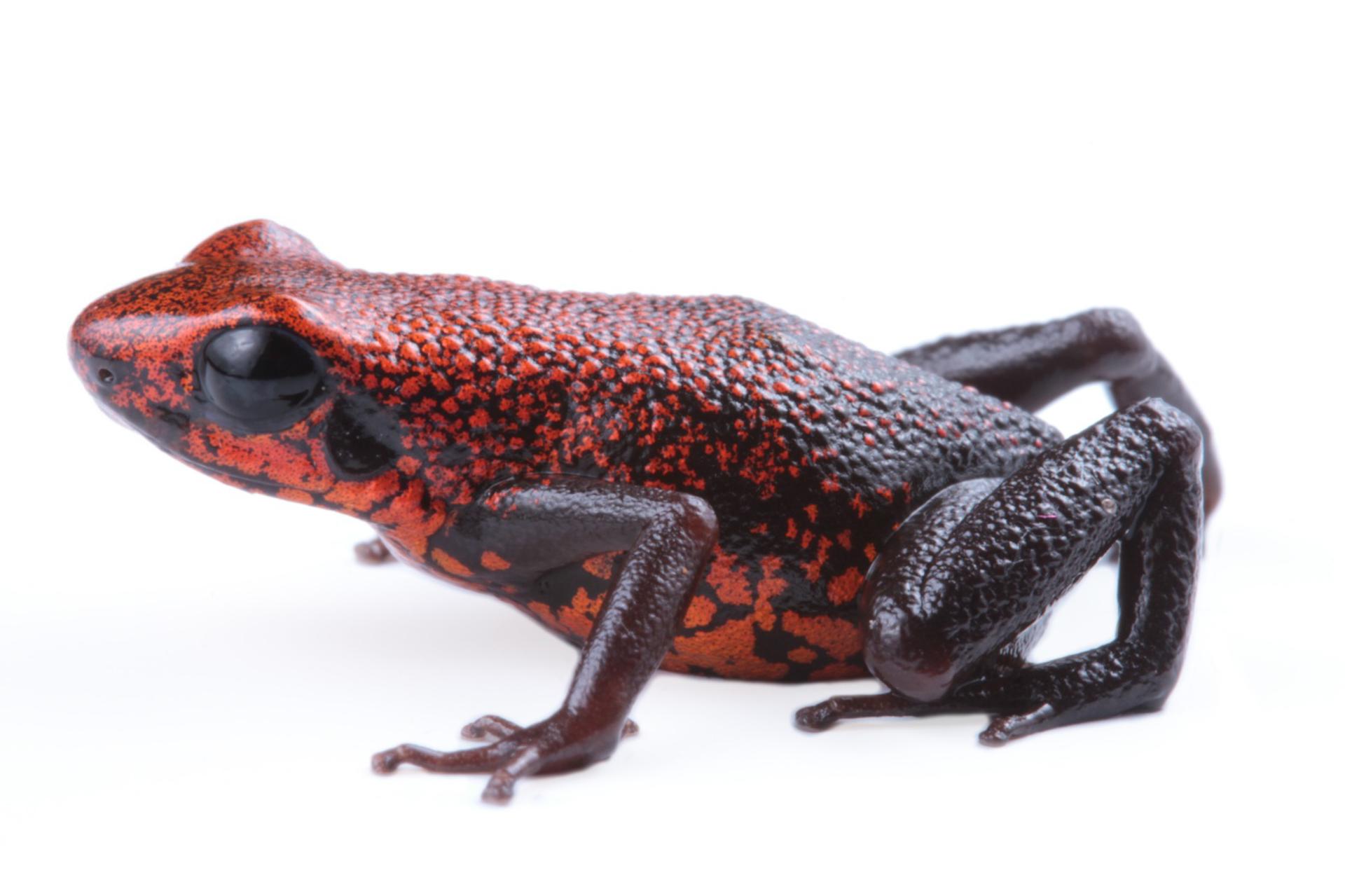 ¿Una especie o dos? Así es la nueva rana venenosa hallada en Ecuador ¿Una especie o dos? Así es la nueva rana venenosa hallada en Ecuador