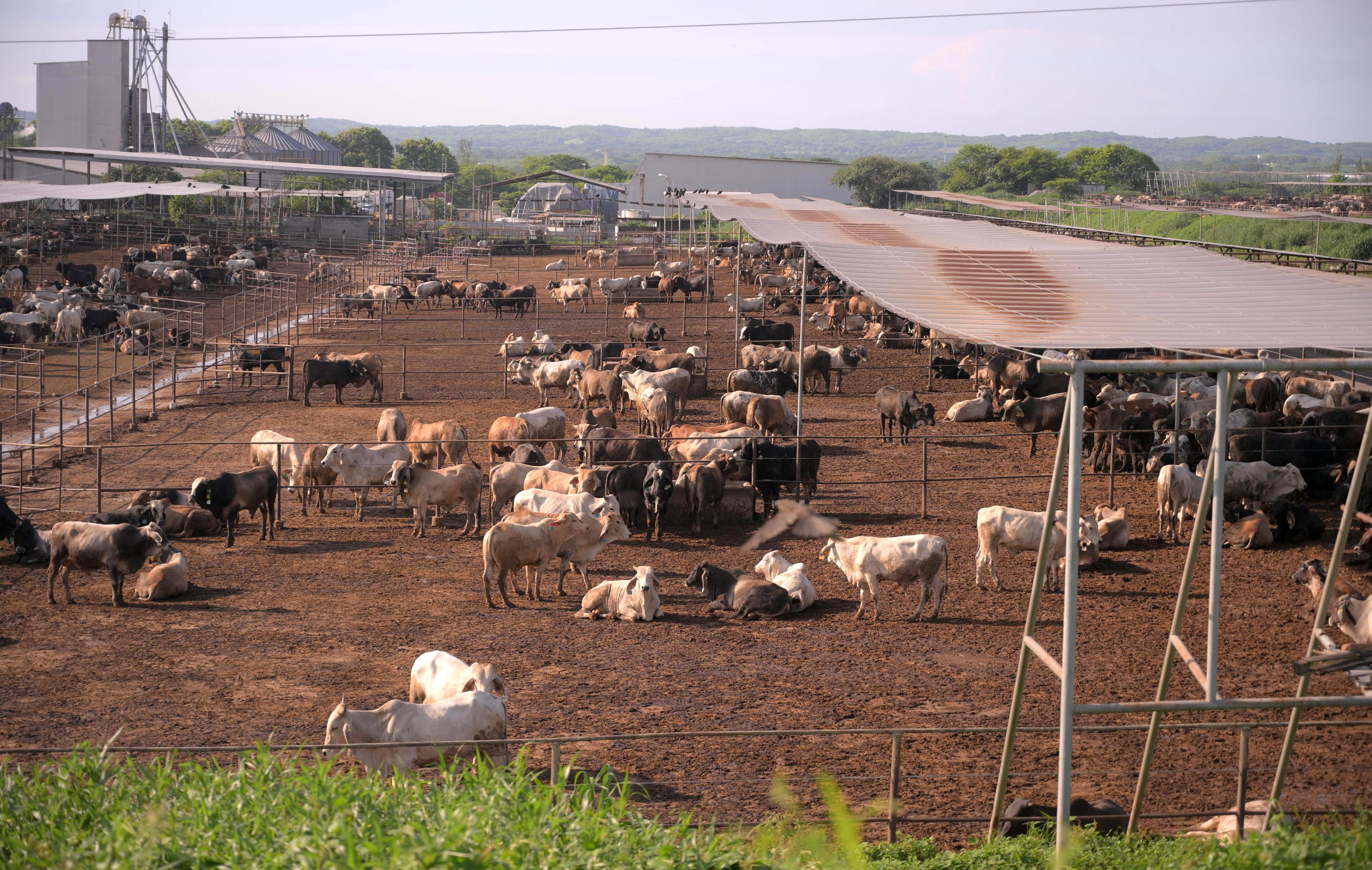 Veracruz impulsa su campo y ganadería para fortalecer la soberanía alimentaria nacional Veracruz impulsa su campo y ganadería para fortalecer la soberanía alimentaria nacional