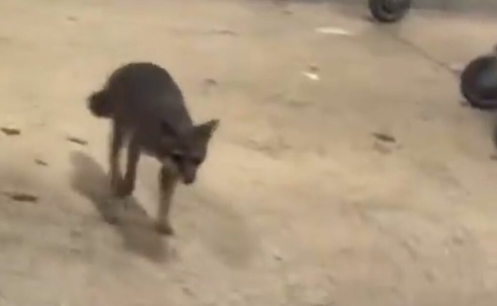 Video: Atrapan a zorra gris con rabia que atacó a niña en Quintana Roo; buscan a otras posibles víctimas