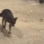 Video: Atrapan a zorra gris con rabia que atacó a niña en Quintana Roo; buscan a otras posibles víctimas