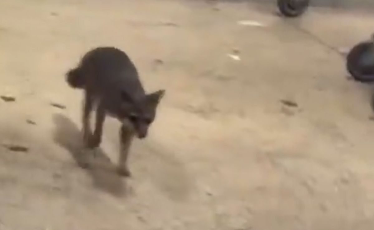 Video: Atrapan a zorra gris con rabia que atacó a niña en Quintana Roo; buscan a otras posibles víctimas Video: Atrapan a zorra gris con rabia que atacó a niña en Quintana Roo; buscan a otras posibles víctimas